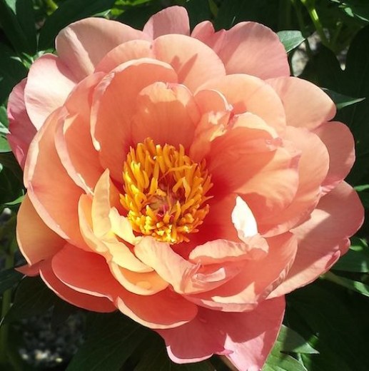 Singing in the rain5 upr